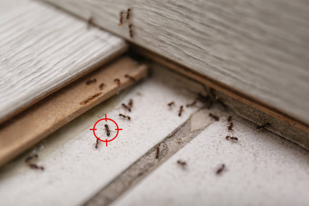 Best Termite Control Services  in Lauderdale Lakes, WI
