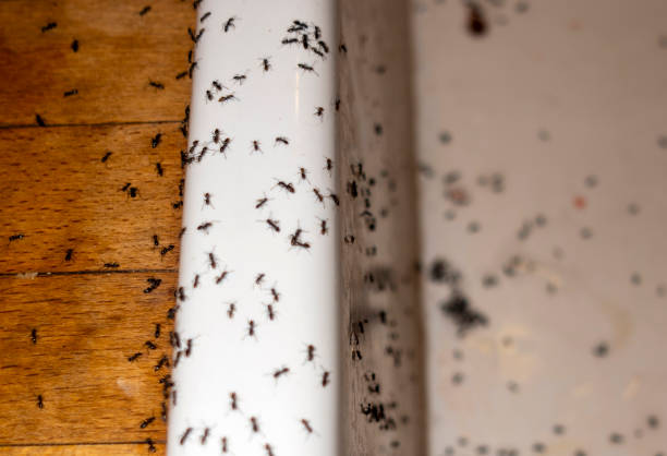 Best Affordable Pest Control Services  in Lauderdale Lakes, WI